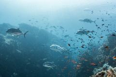 Caranx ignobilis