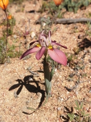 Moraea ciliata cuprina