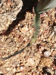 Moraea ciliata cuprina