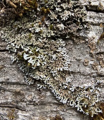 Hyperphyscia adglutinata