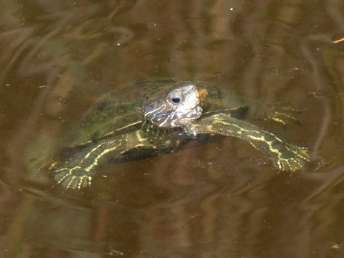 Western Caspian Turtle, photo 4 of 8