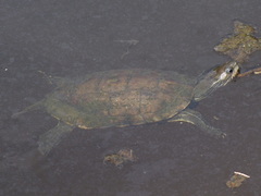 Mauremys rivulata