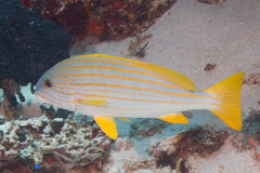 Plectorhinchus chrysotaenia