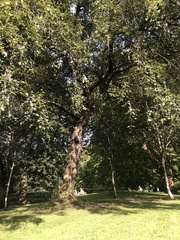 Angiospermae