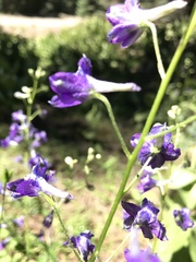 Delphinium glaucum