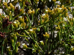 Thesium acuminatum