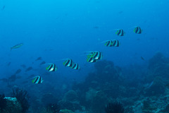 Heniochus diphreutes