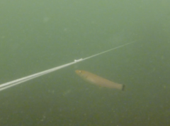 Halichoeres californicus