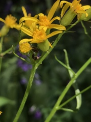 Senecio triangularis