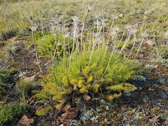 Ferulopsis hystrix