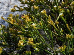 Thesium acuminatum