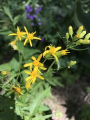 Senecio triangularis