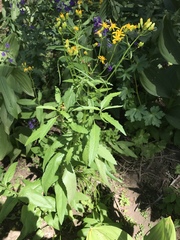 Senecio triangularis