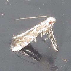 Leucospilapteryx venustella