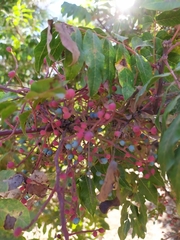 Pistacia terebinthus palaestina