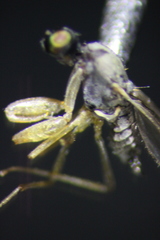 Hemerodromiinae