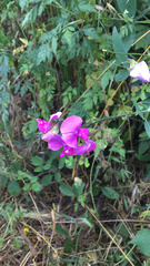 Lathyrus latifolius