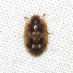 Lobiopa undulata