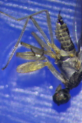 Hemerodromiinae