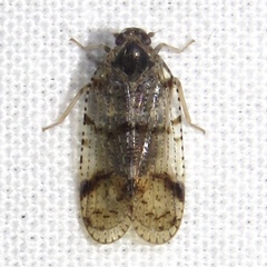 Cixius nervosus