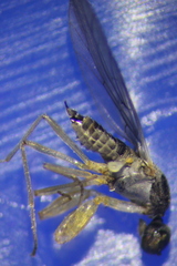Hemerodromiinae