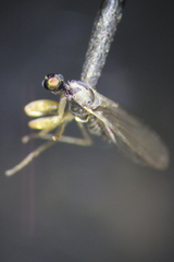 Hemerodromiinae