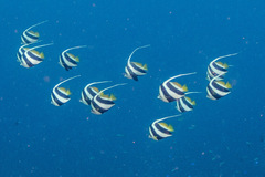 Heniochus diphreutes