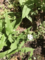 Pseudostellaria jamesiana