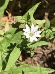 Pseudostellaria jamesiana