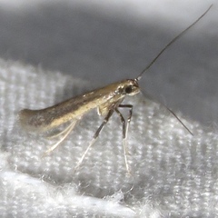 Caloptilia hypericella