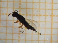 Hymenoptera