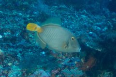 Cantherhines dumerilii