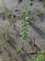 Hippuris tetraphylla