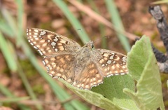 Caprona alida