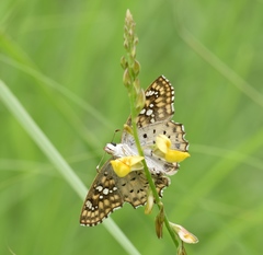 Caprona alida