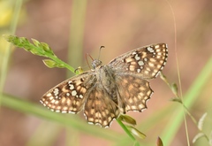 Caprona alida