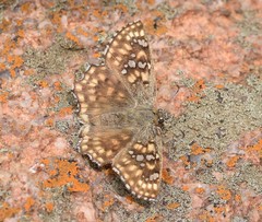 Caprona alida