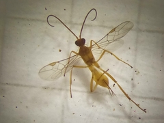 Hymenoptera