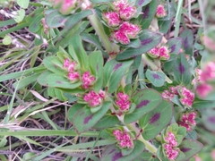 Euphorbia densiflora