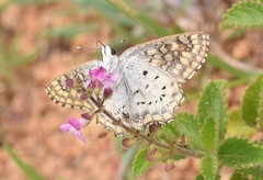 Caprona alida