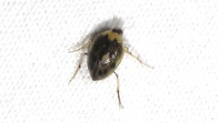 Peltodytes edentulus