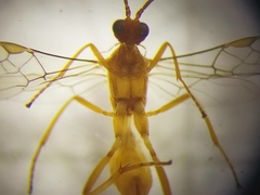 Hymenoptera