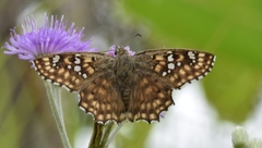 Caprona alida