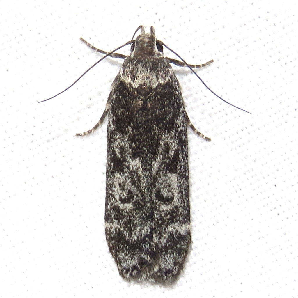 Anacampsini