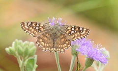 Caprona alida
