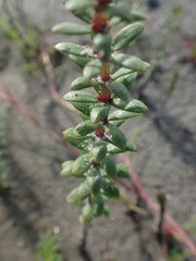 Hippuris tetraphylla