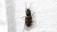 Bembidion patruele
