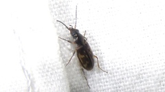 Bembidion patruele