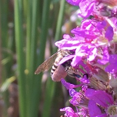 Megachile inermis