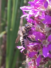 Megachile inermis